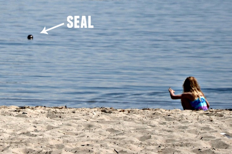 Seal in the water in Santa Barbara, CA