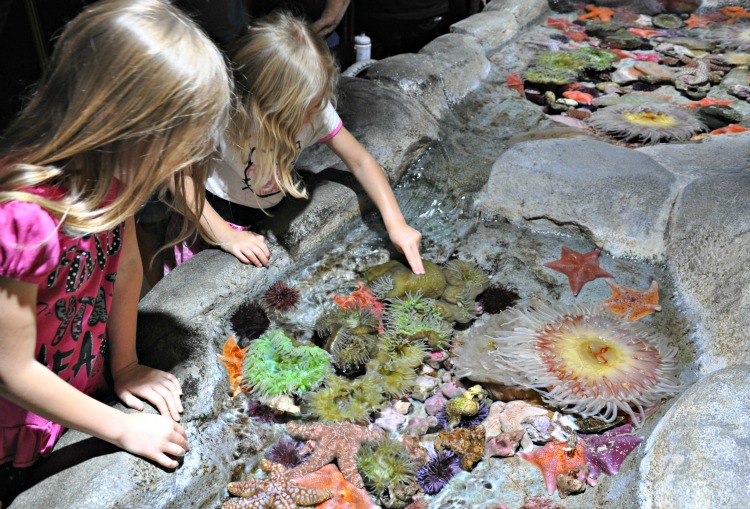 Zoë and Kaylee touching anemones at Aquarium of the Pacific in Long Beach, CA