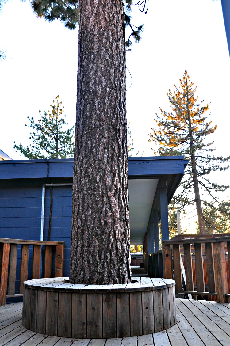 Tree bench at Basecamp Hotel in Tahoe South