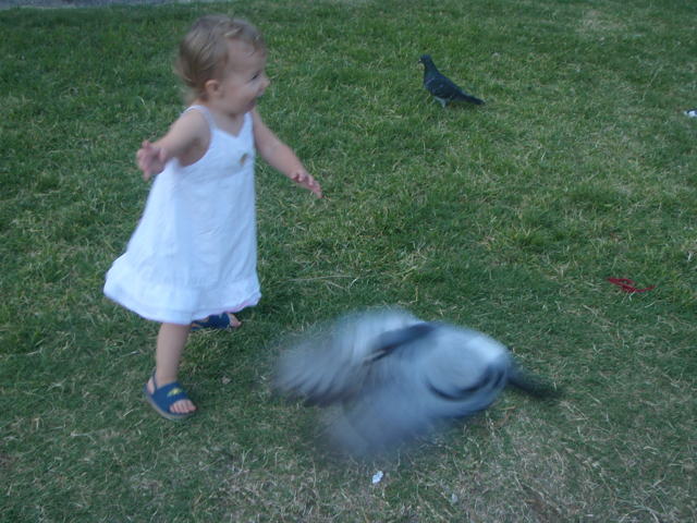 Zoë chasing pigeons at the park