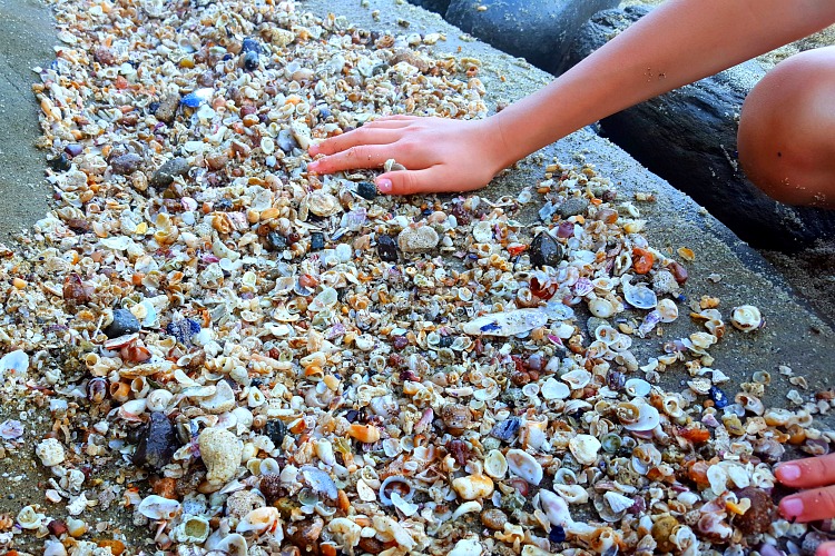 Shells line the beach in La Jolla, CA