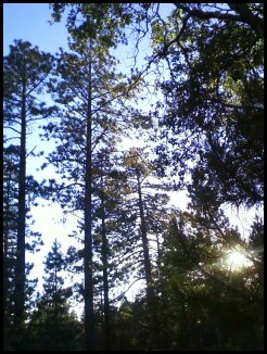 Backyard view in Big Bear