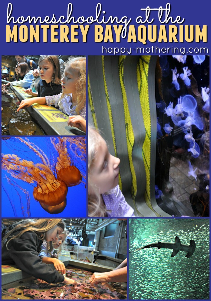 Collage of images from the Monterey Bay Aquarium
