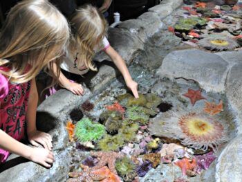 Zoë and Kaylee touching sea animals a Aquarium of the Pacific