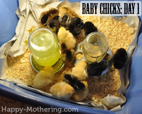 Our baby chicks on day 1