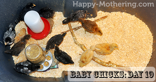 Baby chicks on Day 10