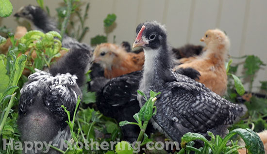 Barred Rock Rooster with other chicks