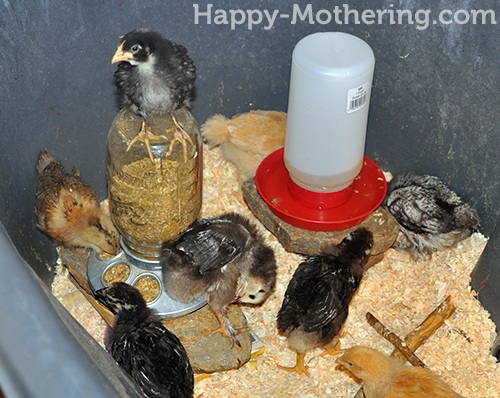 Chick standing on the feeder