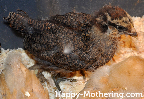  Chick getting its tail feathers