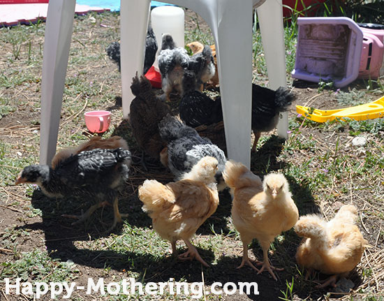 4-week old chicks huddled under plastic chair