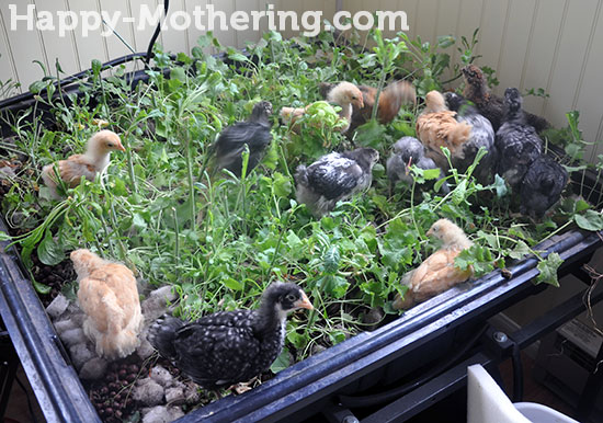 Baby chicks eating hydroponic kale