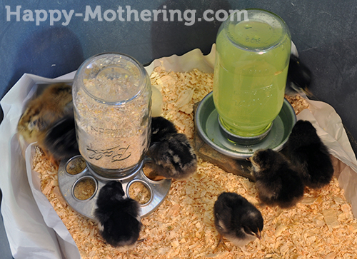 Baby chicks eating and drinking