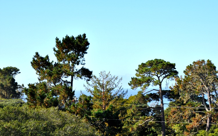 View of trees from our balcony at Hofsas House