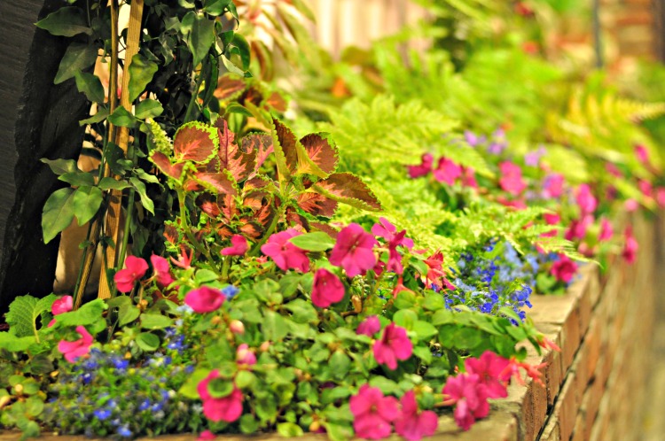 Colorful flowers in planter at Hofsas House