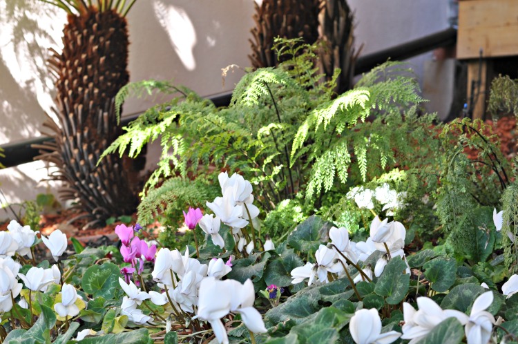 White and pink flowers at Hofsas House