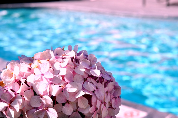 Hydrangeas by the pool at Hofsas House in Carmel by the Sea, CA