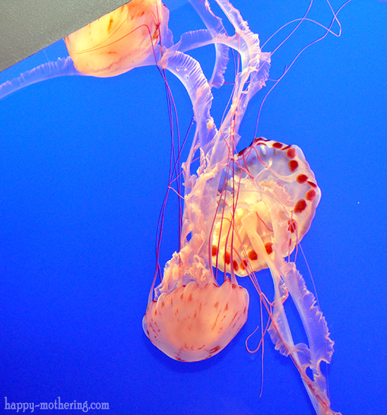 Jellyfish at the Monterey Bay Aquarium