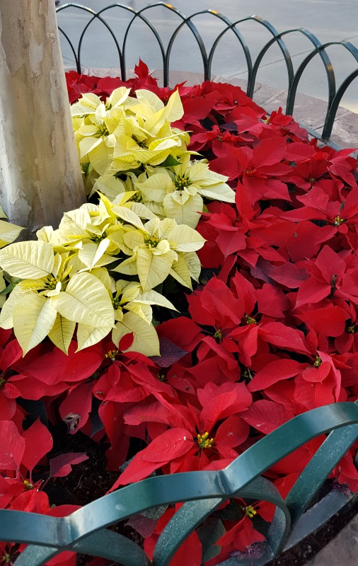 Poinsettias at Knott's Merry Farm