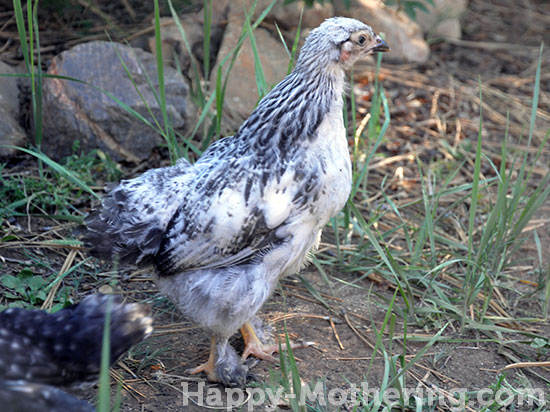 Light Brahma Chicken