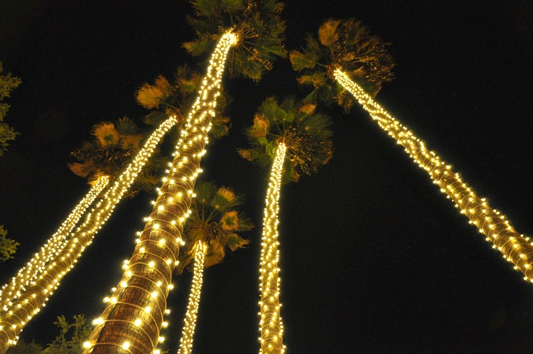 Light wrapped palm trees