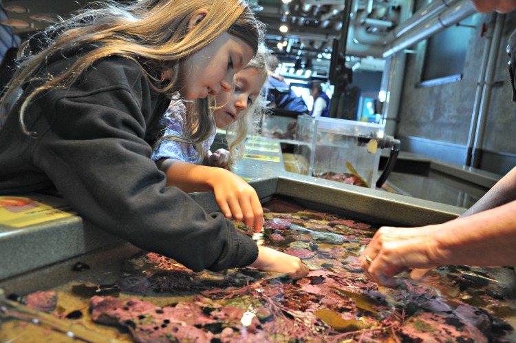 Zoë and Kaylee playing with sea creatures at the Monterey Bay Aquarium