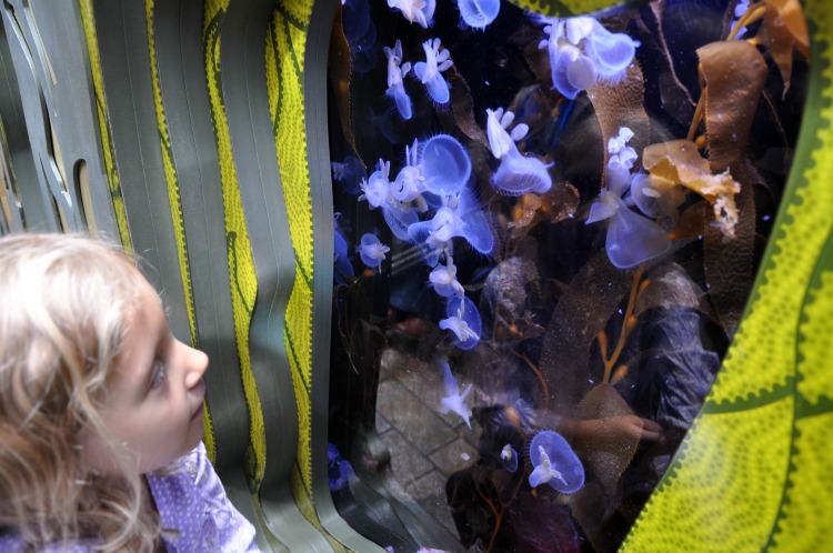 Kaylee looking at jellyfish at the Monterey Bay Aquarium