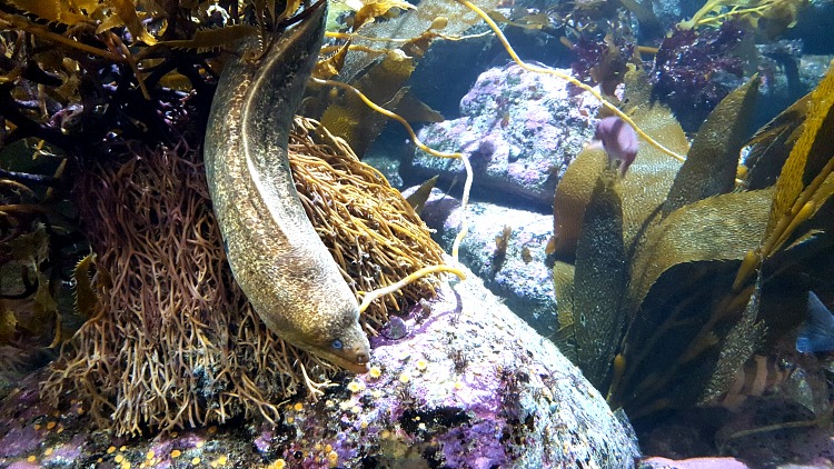 Eel at the Monterey Bay Aquarium