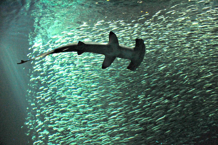 Hammerhead shark at the Monterey Bay Aquarium