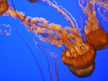 Close up shot of a jellyfish at the Monterey Bay Aquarium