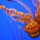 Close up shot of a jellyfish at the Monterey Bay Aquarium