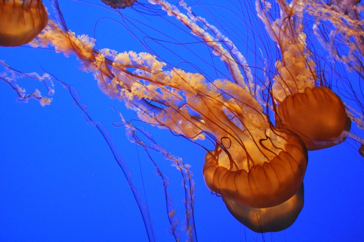 Close up shot of a jellyfish at the Monterey Bay Aquarium