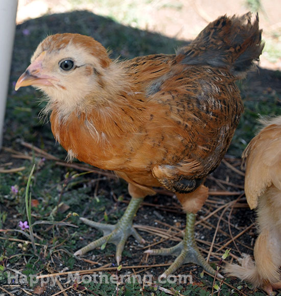 Americana chick Missy at 4-weeks old