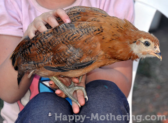 Americana chicken Missy at 5.5 weeks old