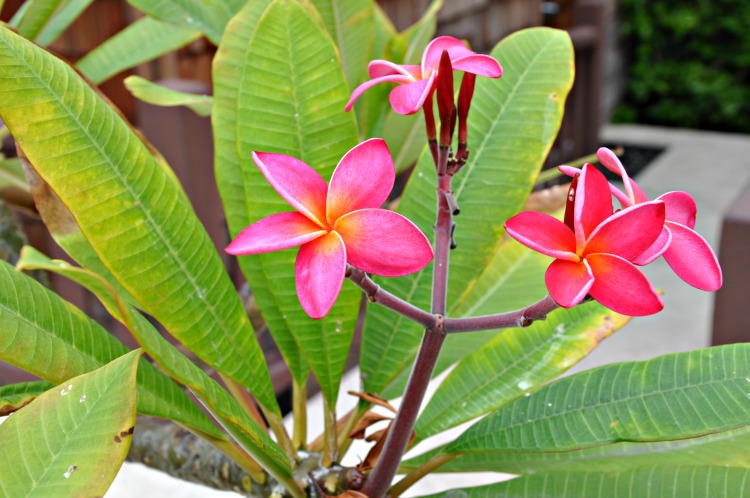 Pink plumeria flowers at the Pantai Inn in La Jolla, CA