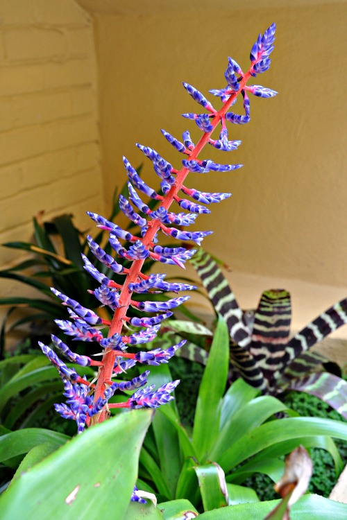 Purple flowers at the Pantai Inn in La Jolla, CA