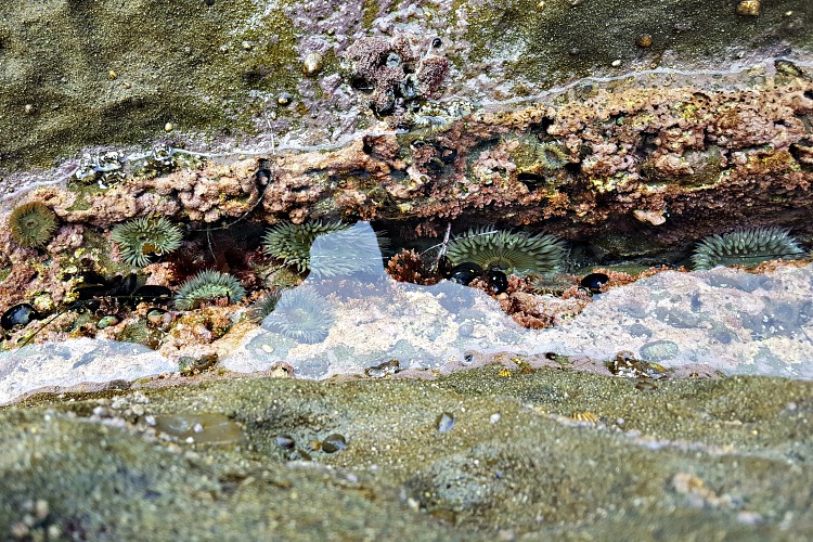 Sea Anemones in the tide pools in La Jolla, CA
