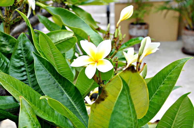 White plumeria at the Pantai Inn in La Jolla, CA