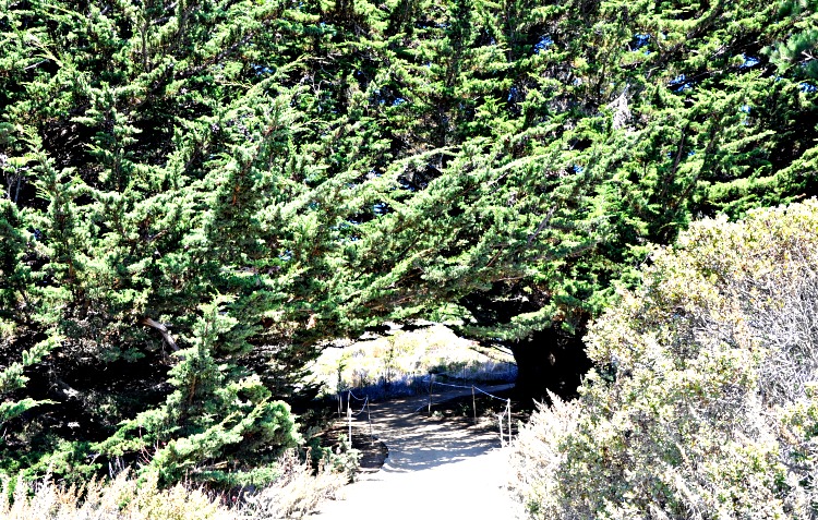 Scenic pathway at Point Lobos State Park