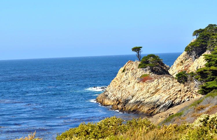 Net tree overlooking Point Lobos State Reserve