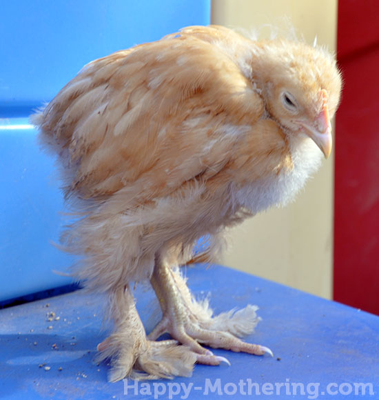 Popsy, the gentle Buff Cochin Rooster