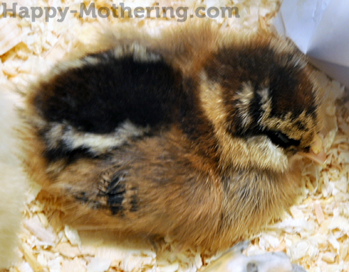 Sleeping baby chick