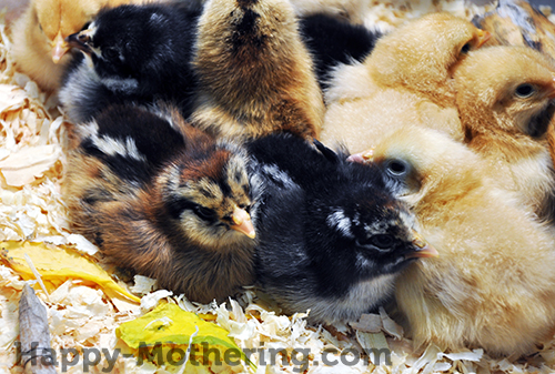 Baby chicks snuggling