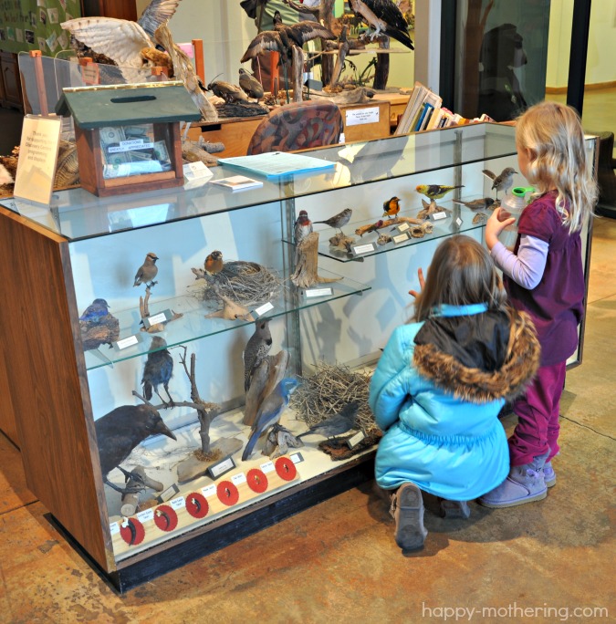 discovery-center-birds