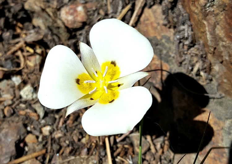 Wildflowers in Tahoe South